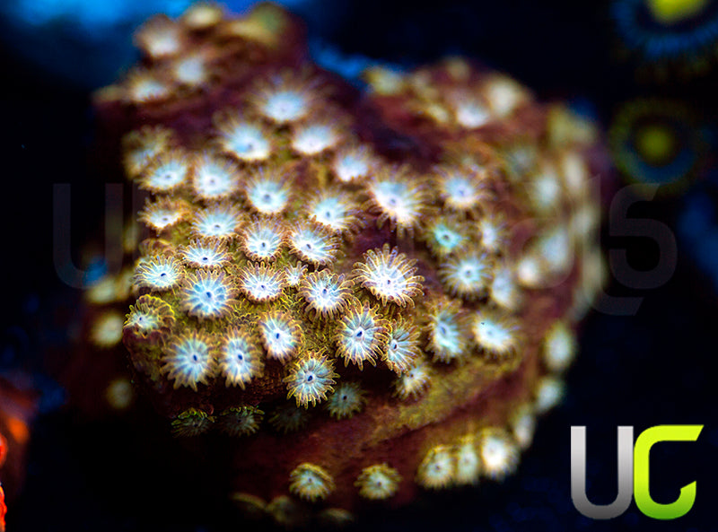 UC Yellowjacket Cyphastrea