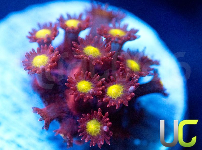 UC Spiked Punch Goni