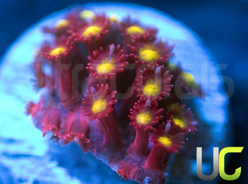 UC Spiked Punch Goni