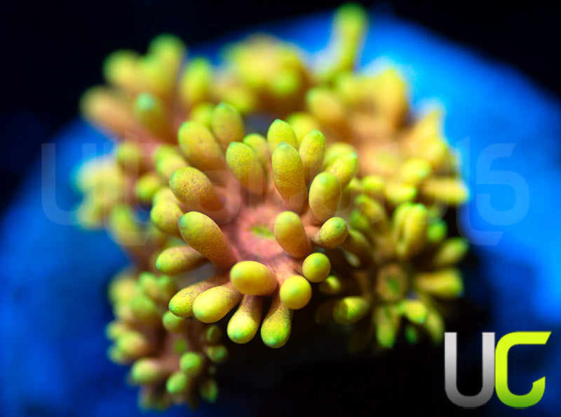 NEW RELEASE UC Pacman Goni