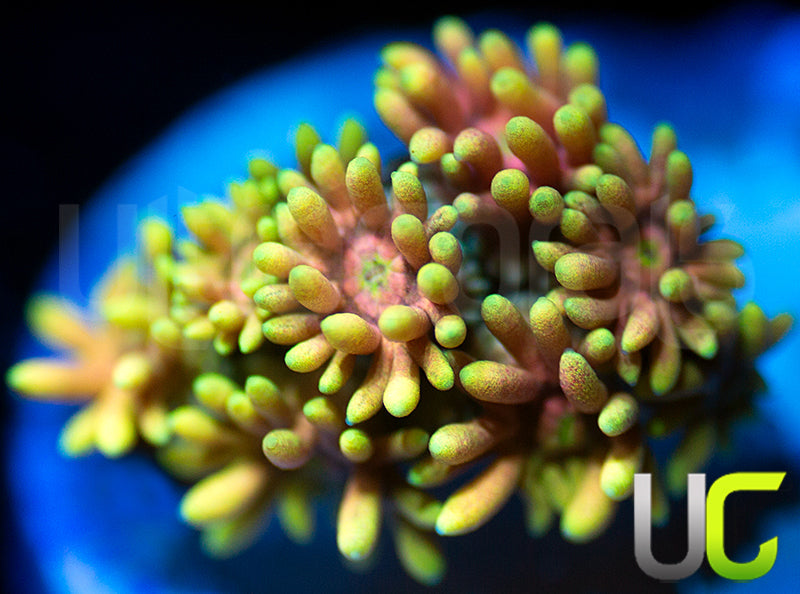 NEW RELEASE UC Pacman Goni