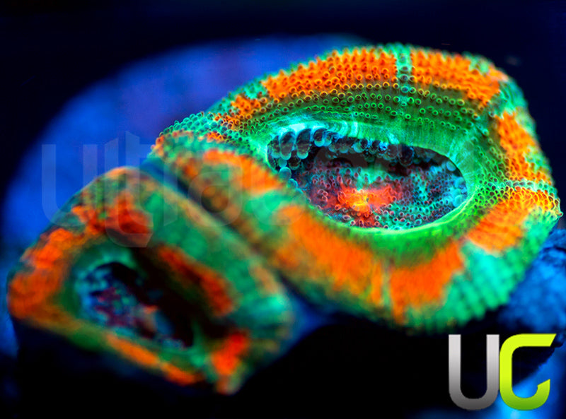 UC Carousel Micro Amakusensis