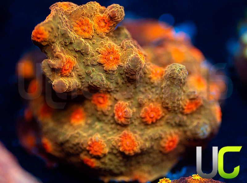 UC Jolly Roger Cyphastrea