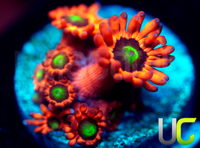 Insane Cherry Bomb Goni