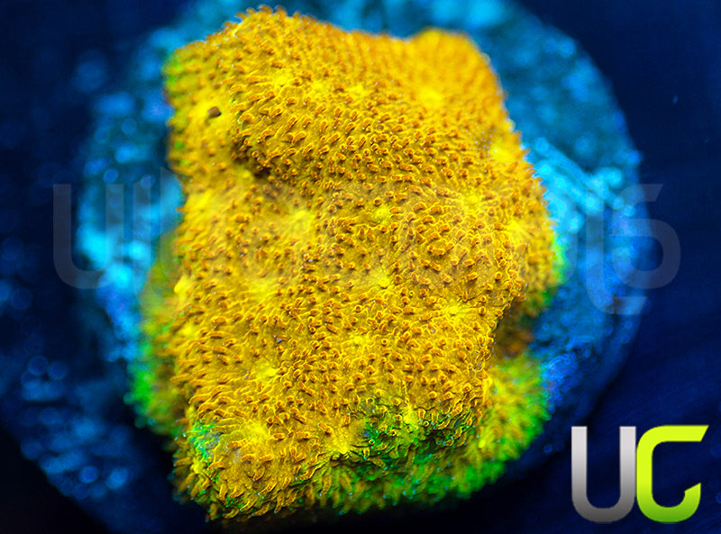 Yellow Yutz Psammocora