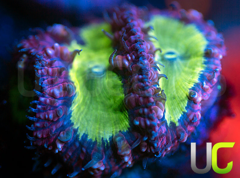 BSA Green Eggs and Ham Blasto