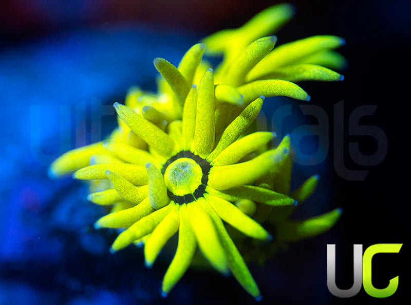 UC Black Canary Goni