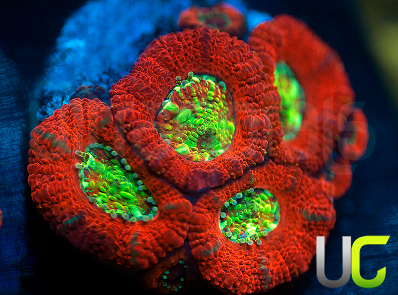 UC Dragon Slayer Micro Amakusensis