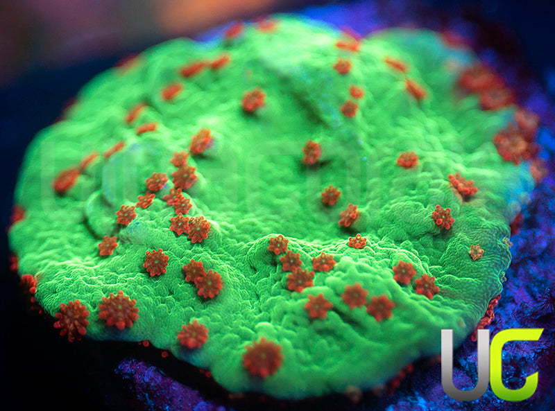 UC Alabama Slammer Monti