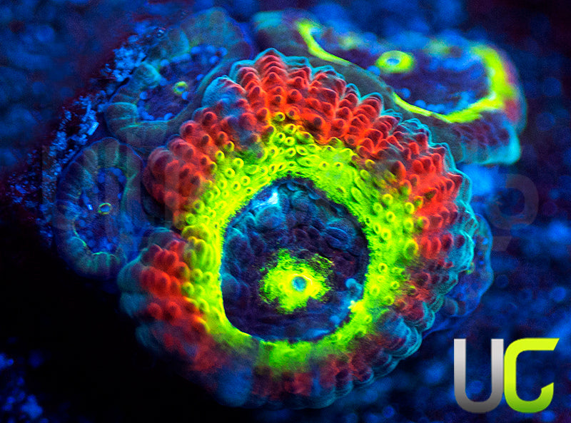 BigR Holy Grail Micro Amakusensis