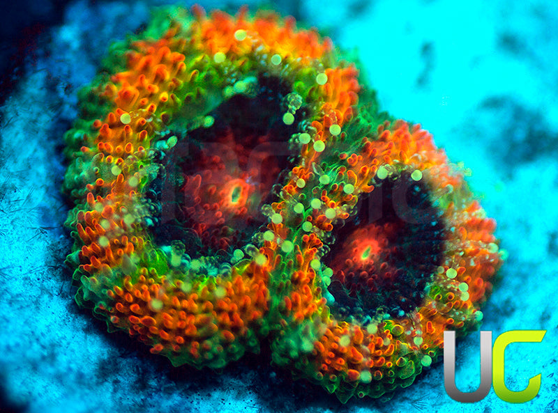 UC Rainbow Leprachaun Micro Amakusensis