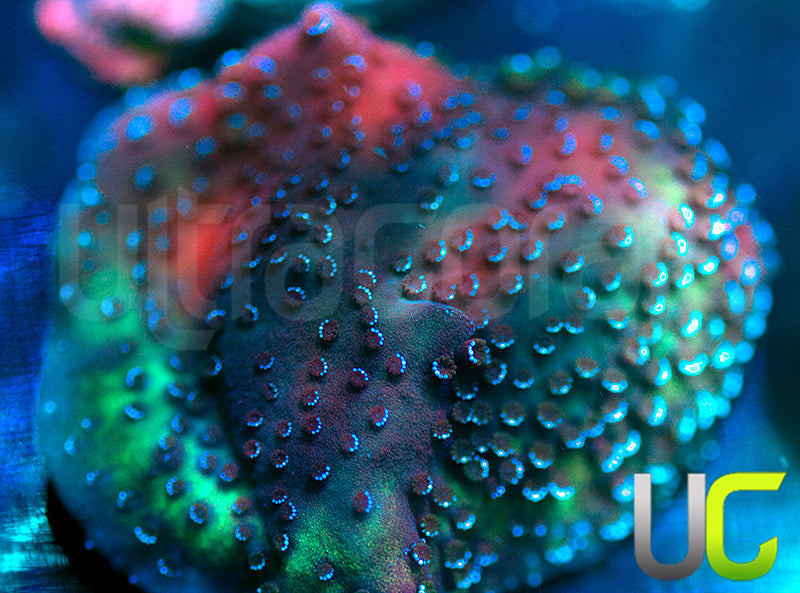 UC Blue Mystic Monti