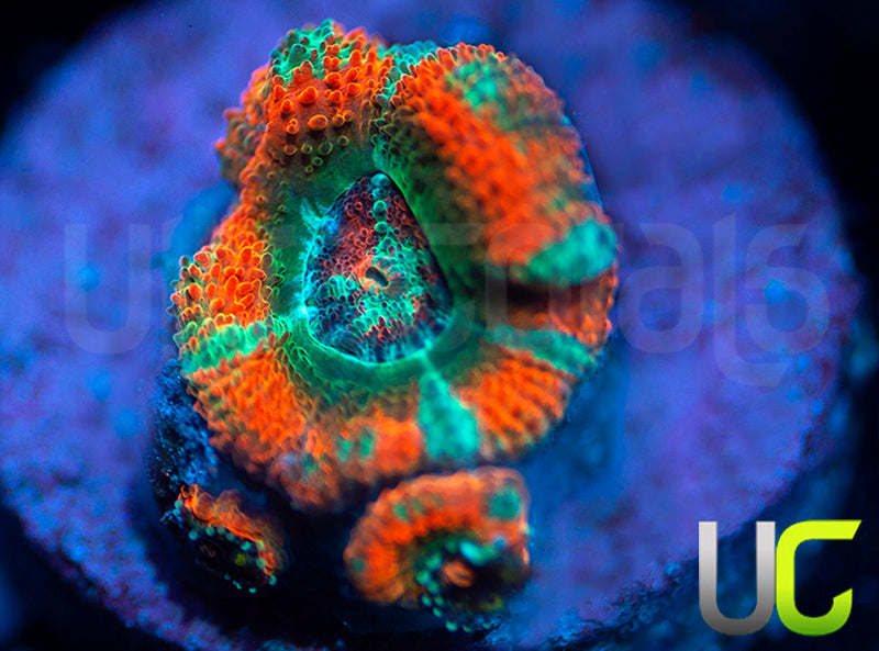 UC Carousel Micro Amakusensis