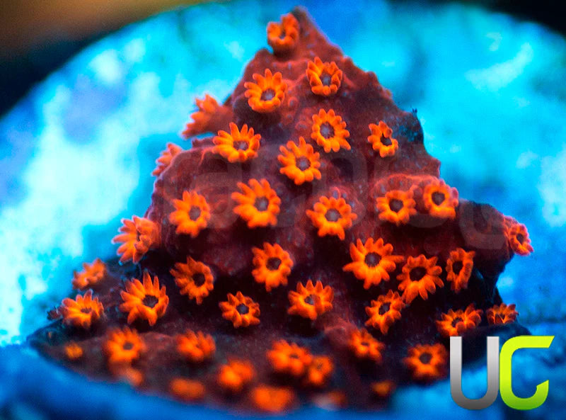 UC Sweet Revenge Porites