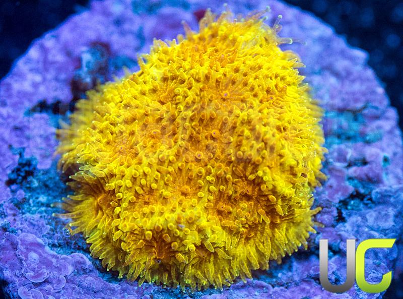 UC Hazmat Psammocora
