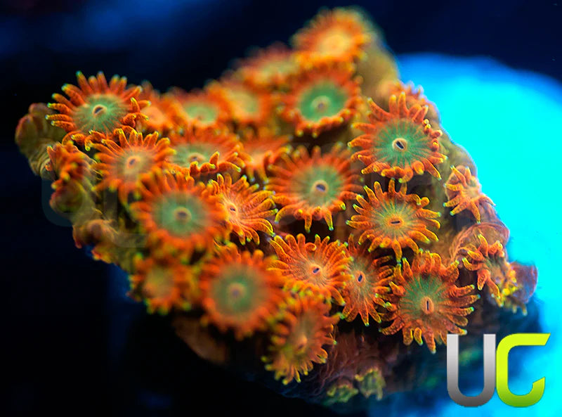 UC Circus Trip Cyphastrea