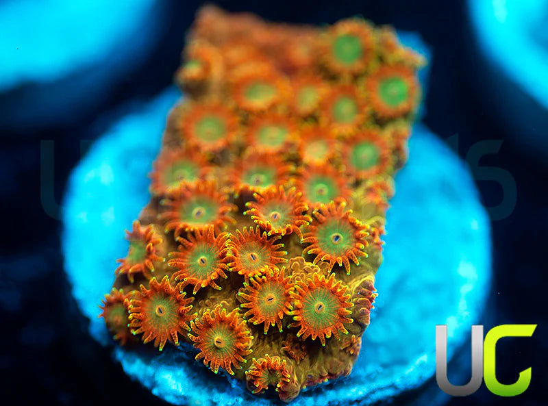 UC Circus Trip Cyphastrea