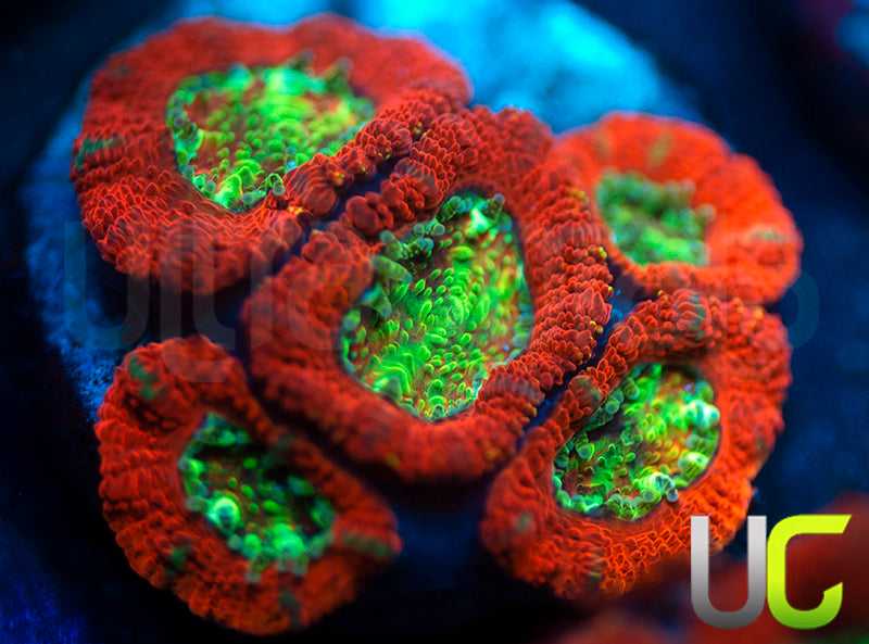 UC Dragon Slayer Micro Amakusensis