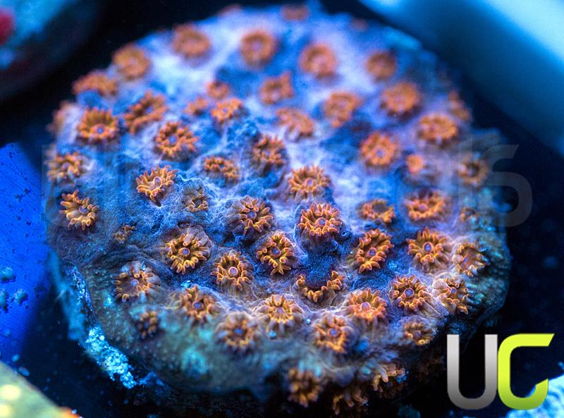 WWC Skittle Bomb Cyphastrea