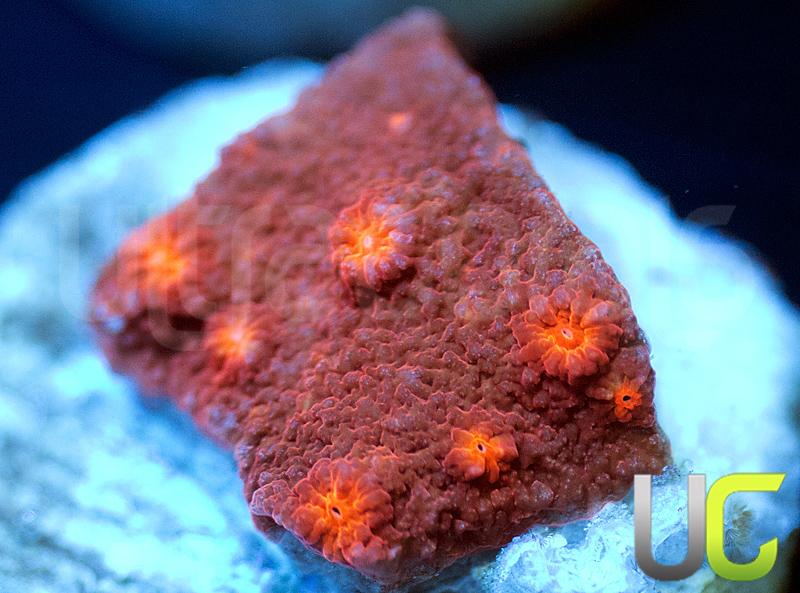 UC Jolly Roger Cyphastrea