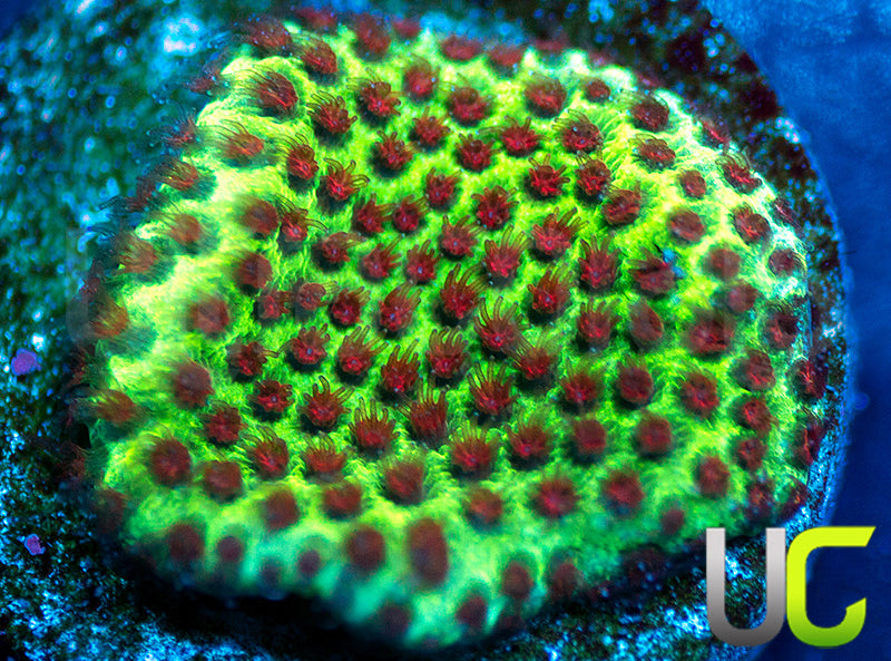 UC The Grinch Porites