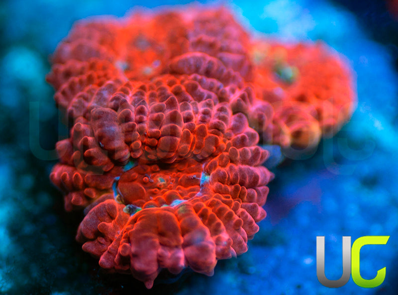 UC Watermelon Mojito Micro Amakusensis