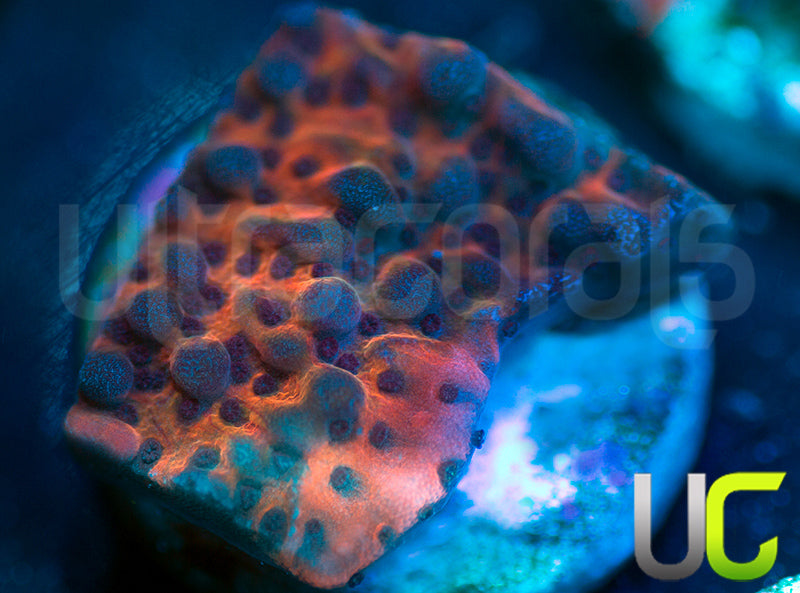 RR Nauti Spiral Monti