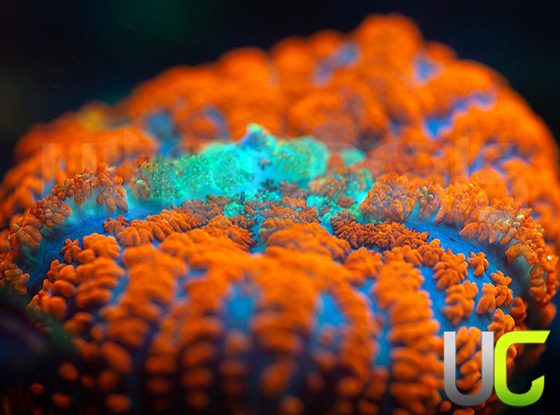 UC Hot Tamale Mushroom