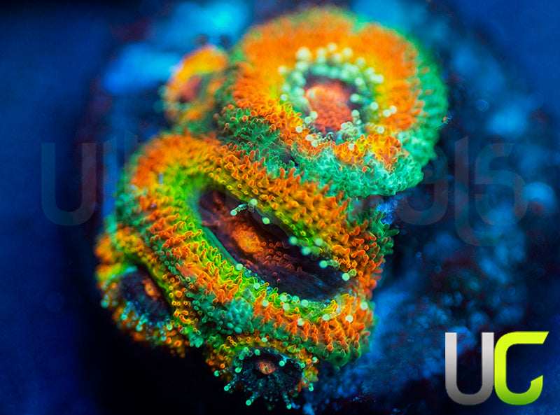 UC Rainbow Leprachaun Micro Amakusensis