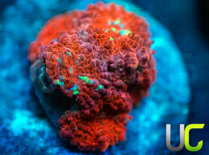 UC Watermelon Mojito Micro Amakusensis