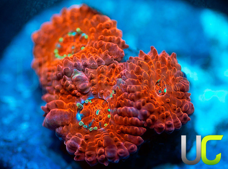 UC Watermelon Mojito Micro Amakusensis