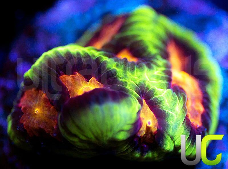 UC Ring Leader Favites