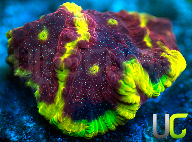 UC Sour Power Favites