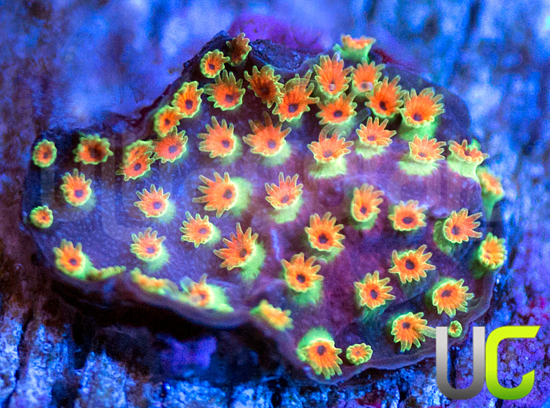 WWC Looney Tunes Stylo