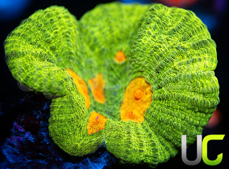 OG Space Invader Pectinia