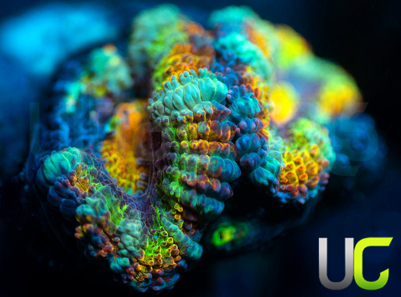 UC Dandelion Fire Micro Lord