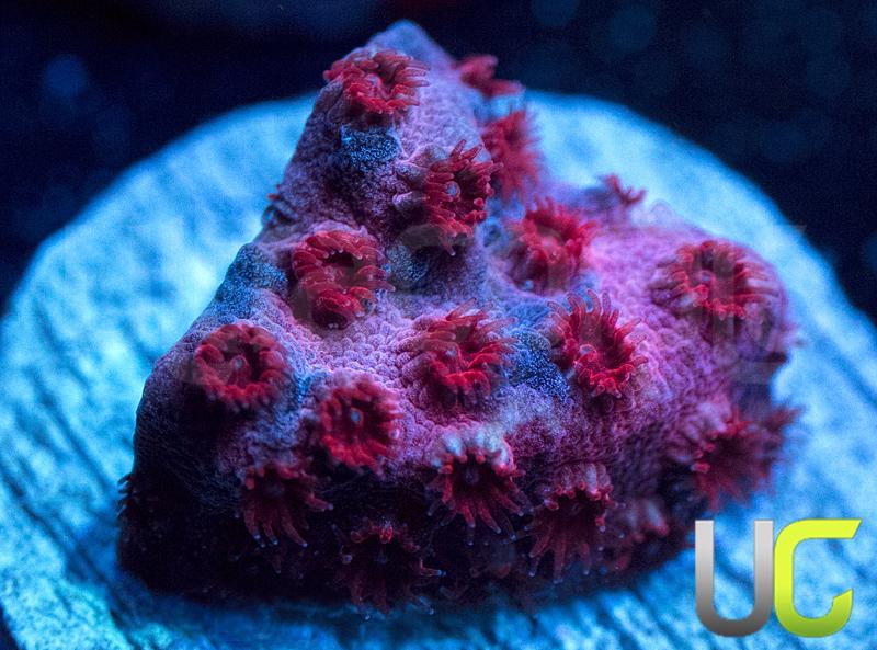 UC Cherry Bomb Cyphastrea