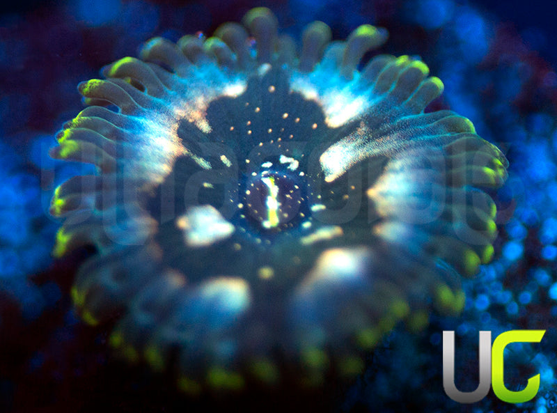 Hawaiian Ding Dang PE