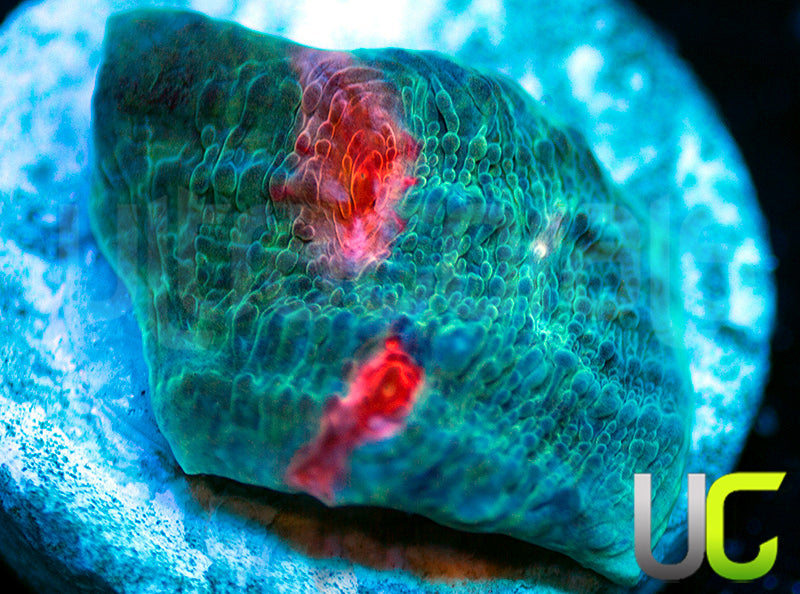 JF Hellspawn Chalice