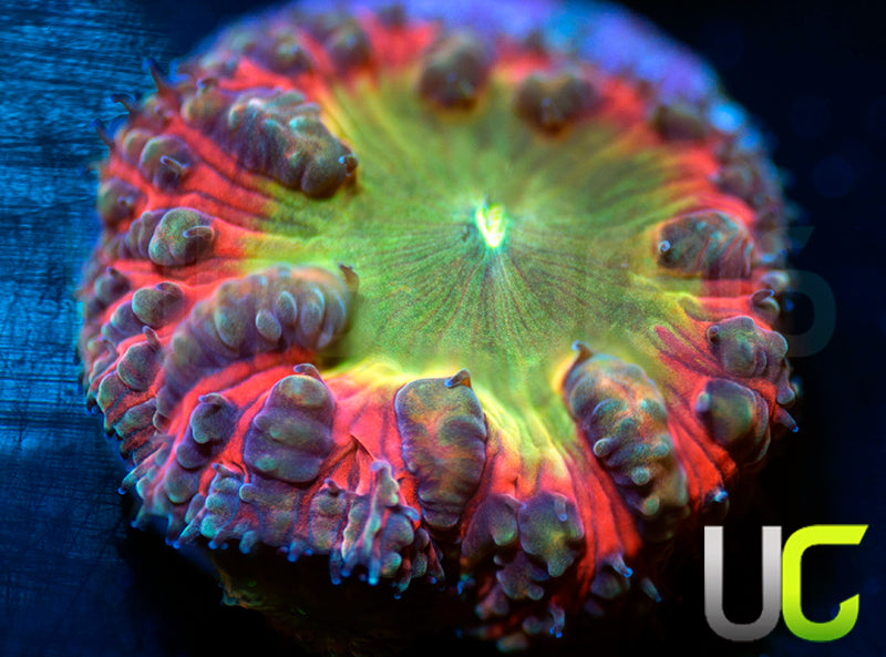 BSA TT Twister Blasto