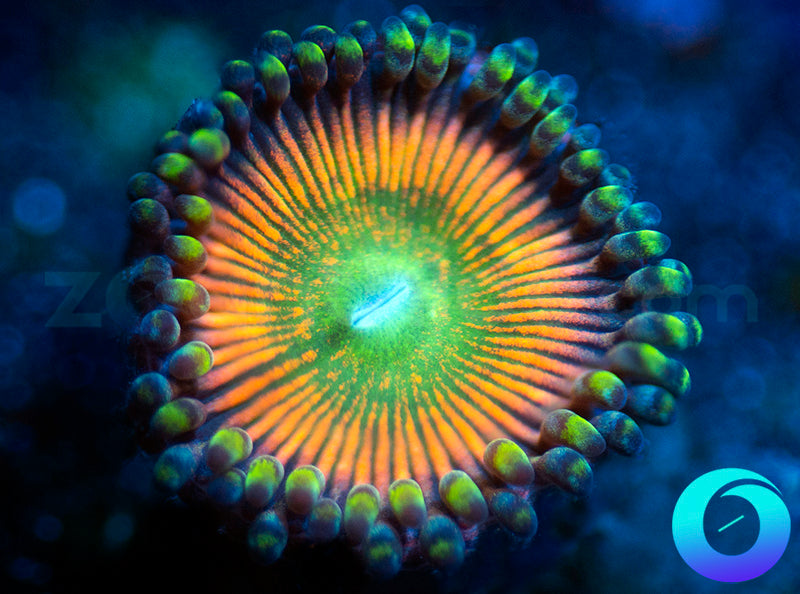 NEW RELEASE: Bottle Cap