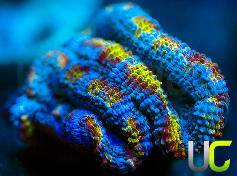 UC Med Kit Micro Lord