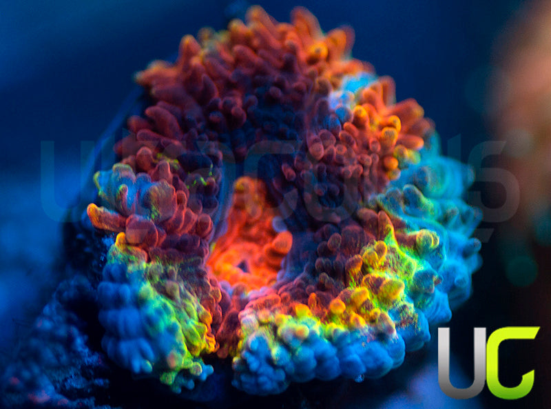 UC Med Kit Micro Lord