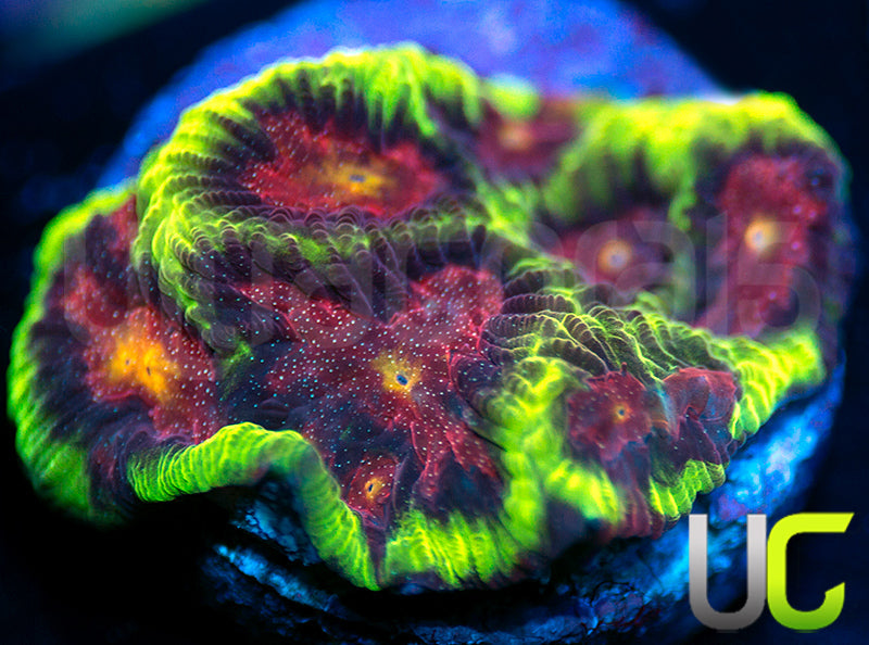 UC Tropic Thunder Favites