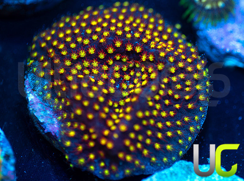 UC Flamethrower Stylo