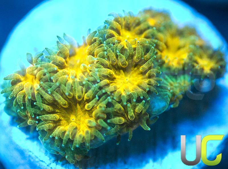 Orange Julius Leptastrea