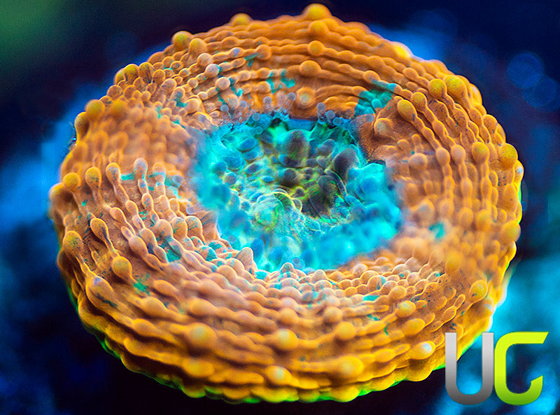 BigR Gumball Echinata