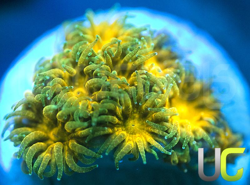 Orange Julius Leptastrea
