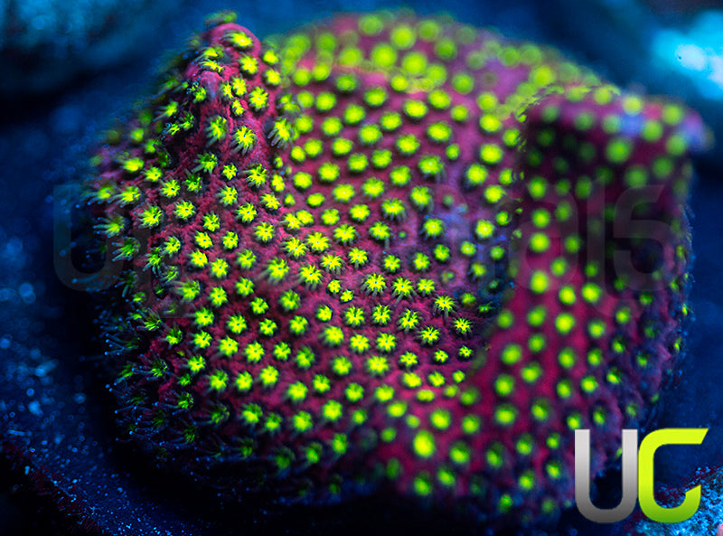 UC Raspberry Pie Stylo