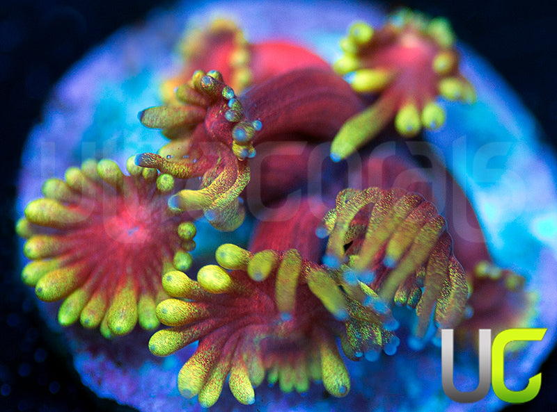 BigR Valentines Goni